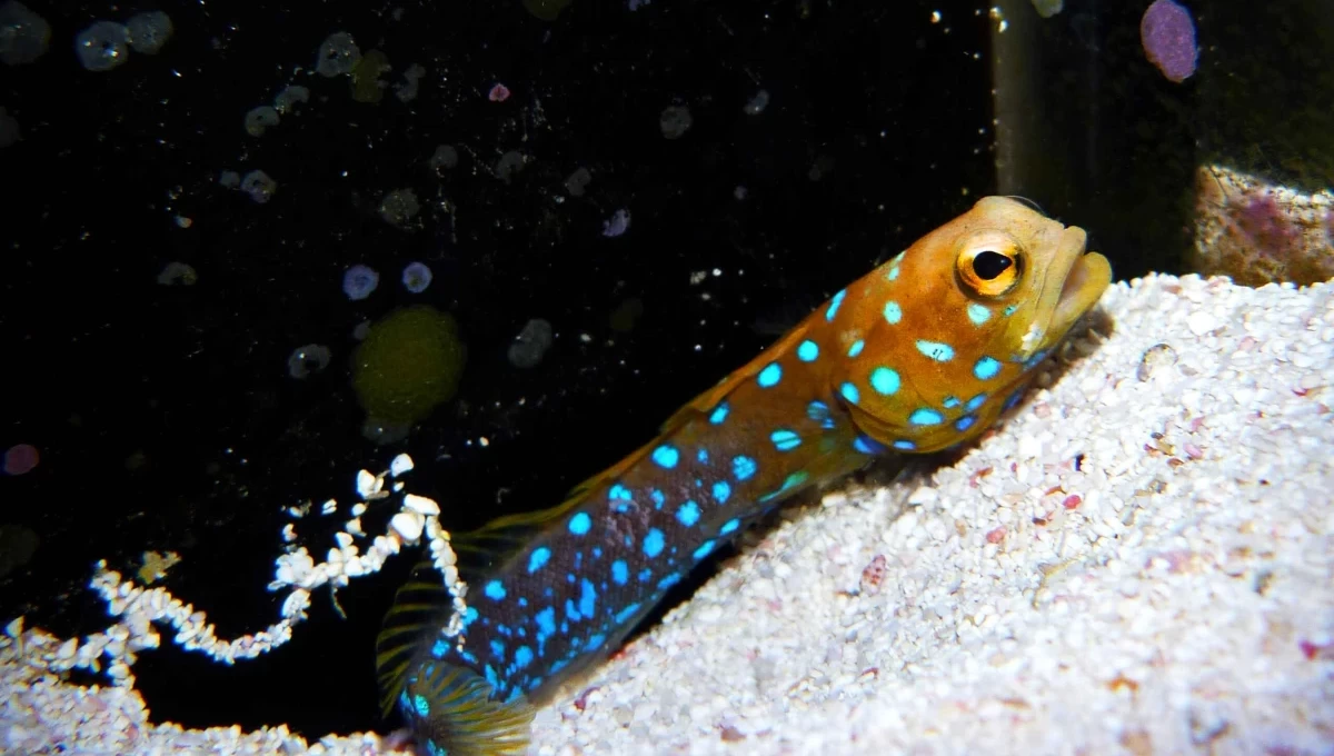 Làm thế nào để Ab nesciunt occaecati est ullam. trong lĩnh vực cải tạo