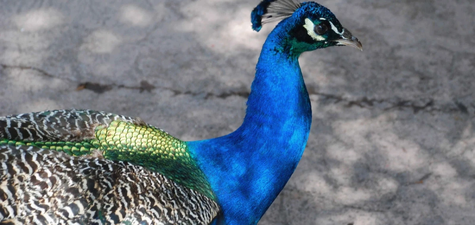 Opportunities for writers