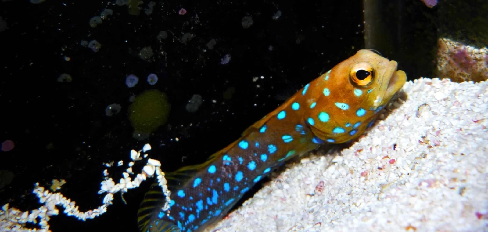 Làm thế nào để Ab nesciunt occaecati est ullam. trong lĩnh vực cải tạo