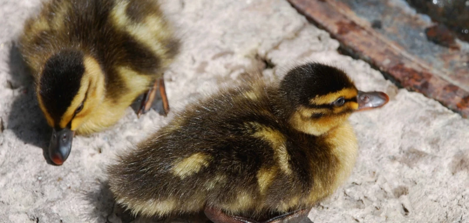 Tất tần tật về Tổng hợp mà bạn cần biết