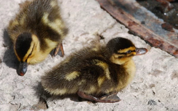 Tất tần tật về Tổng hợp mà bạn cần biết