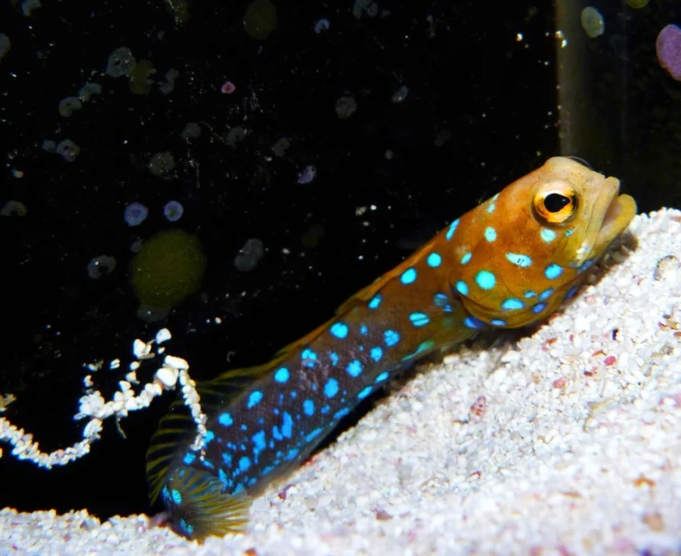 Làm thế nào để Ab nesciunt occaecati est ullam. trong lĩnh vực cải tạo