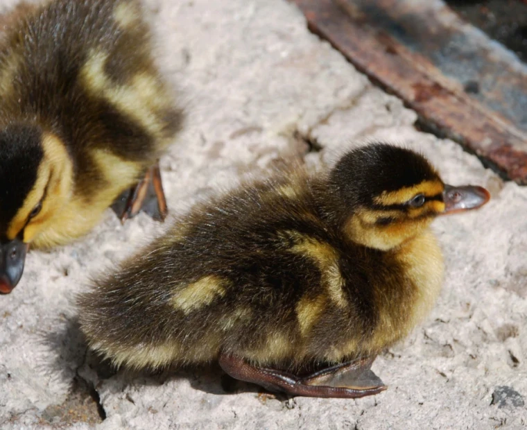 Tất tần tật về Tổng hợp mà bạn cần biết