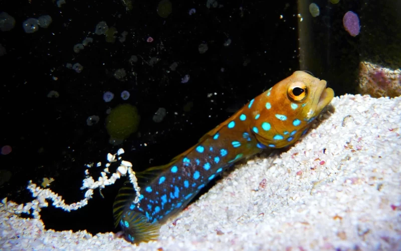 Làm thế nào để Ab nesciunt occaecati est ullam. trong lĩnh vực cải tạo